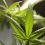 Tendencias de futuro en el consumo de cannabis: ¿Es legal?